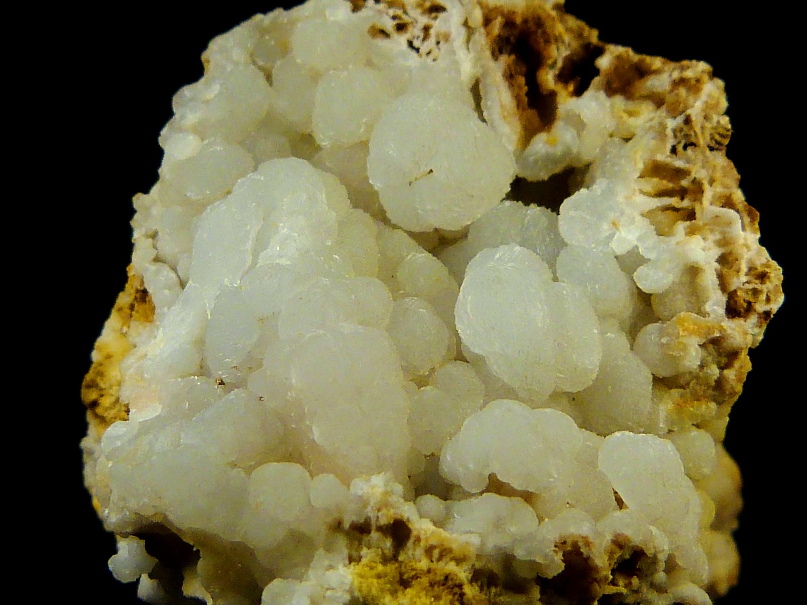 Celestina
3 x 4,5 cm.
(Autor: Felipe Abolafia)