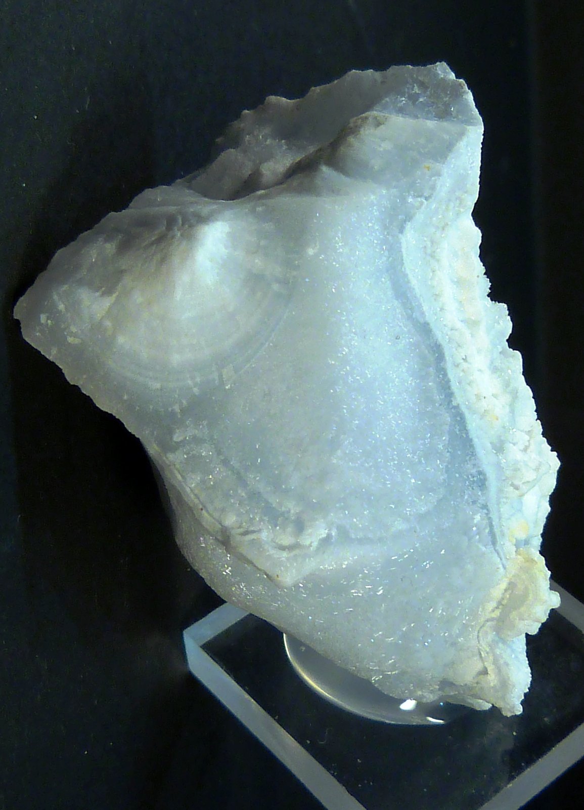 Celestina
5 x 3 x 3 cm.
(Autor: Felipe Abolafia)