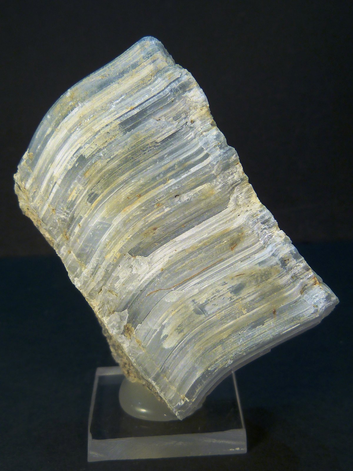 Celestina
5 x 5 x 2,5 cm.
(Autor: Felipe Abolafia)