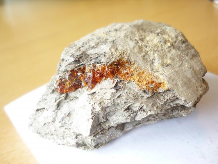 Ámbar
4,5 x 0,6 cm.
(Autor: Tomas Ruiz de Arbulo Saez)