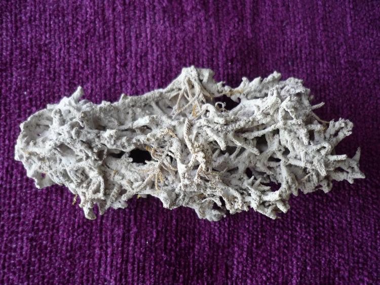 toba
12 cm x 5,5 cm x 4 cm.
(Autor: Tomas Ruiz de Arbulo Saez)