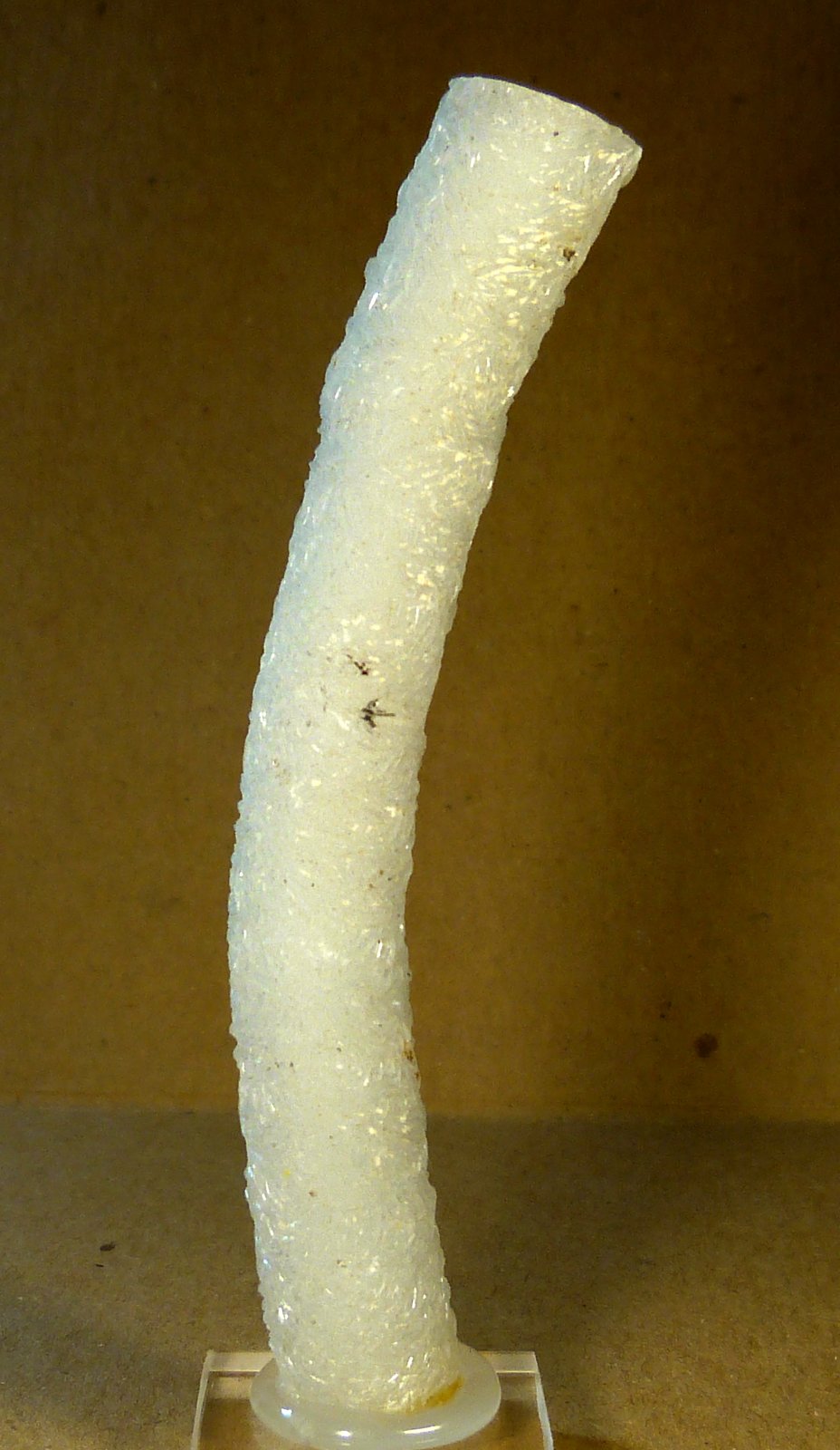 Celestina
9 x 1,5 cm.
(Autor: Felipe Abolafia)