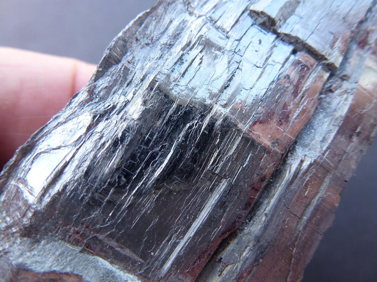 Estibina
12 x 4 cm.
(Autor: javier ruiz martin)