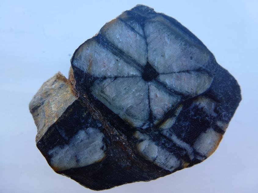 Andalucita (variedad quiastolita)
5,5 x 3,5 cm.
(Autor: javier ruiz martin)