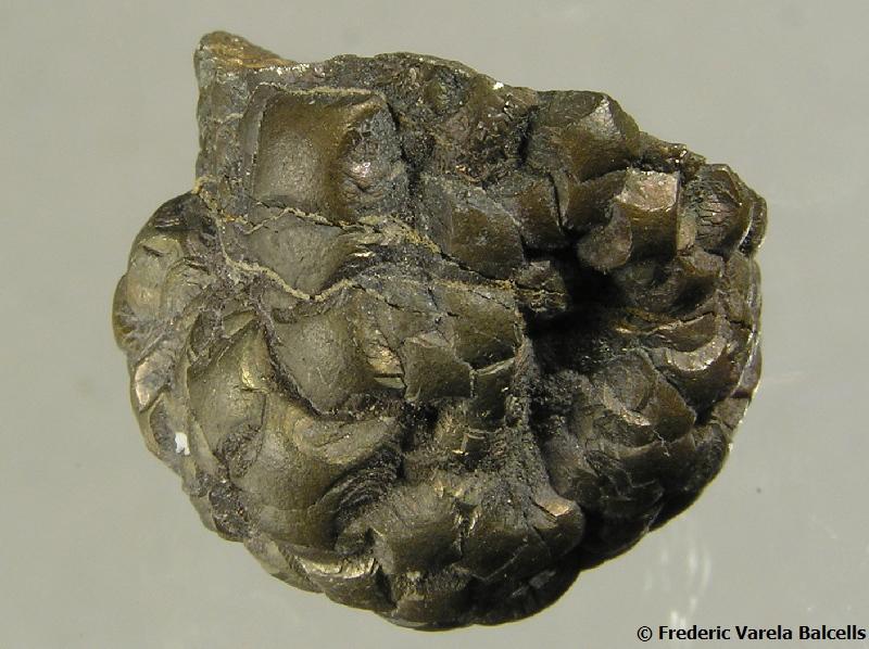 Pirita
2 x 2 x 1,7 cm
(Autor: Frederic Varela)