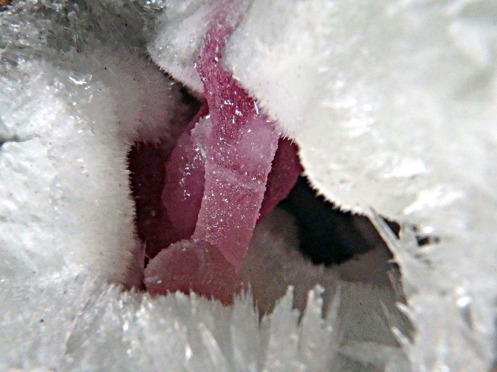 Calcita (variedad cobaltífera)
Ancho en el plano de enfoque 1,5cm
(Autor: Eloi)