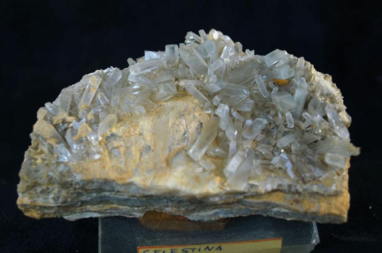 Celestina
9 x 5 cm.
(Autor: Pedro Antonio)