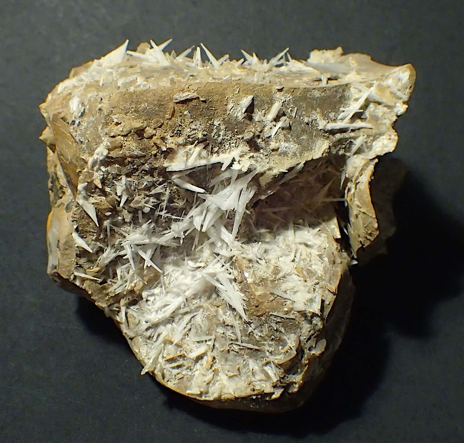 Celestina
7 x 7 cm
(Autor: Frederic Varela)