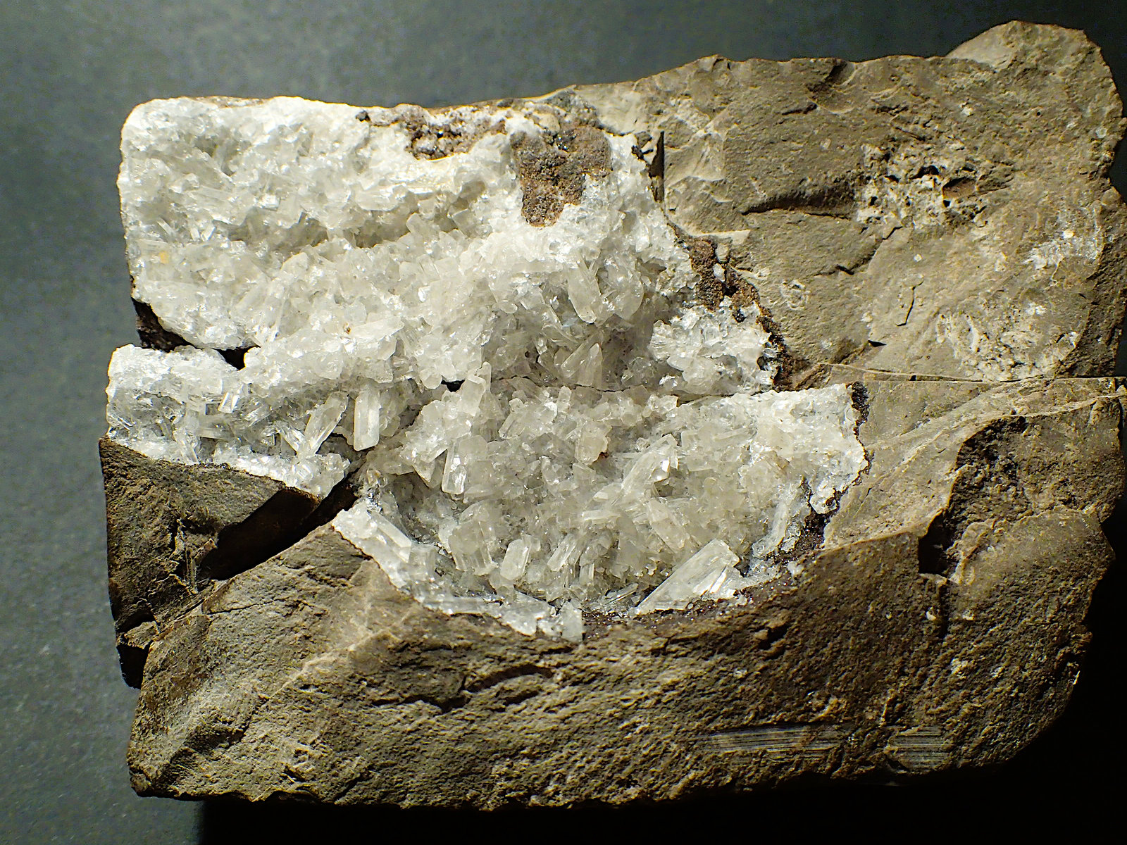 Celestina
10,5 x 7, 5 cm
(Autor: Frederic Varela)