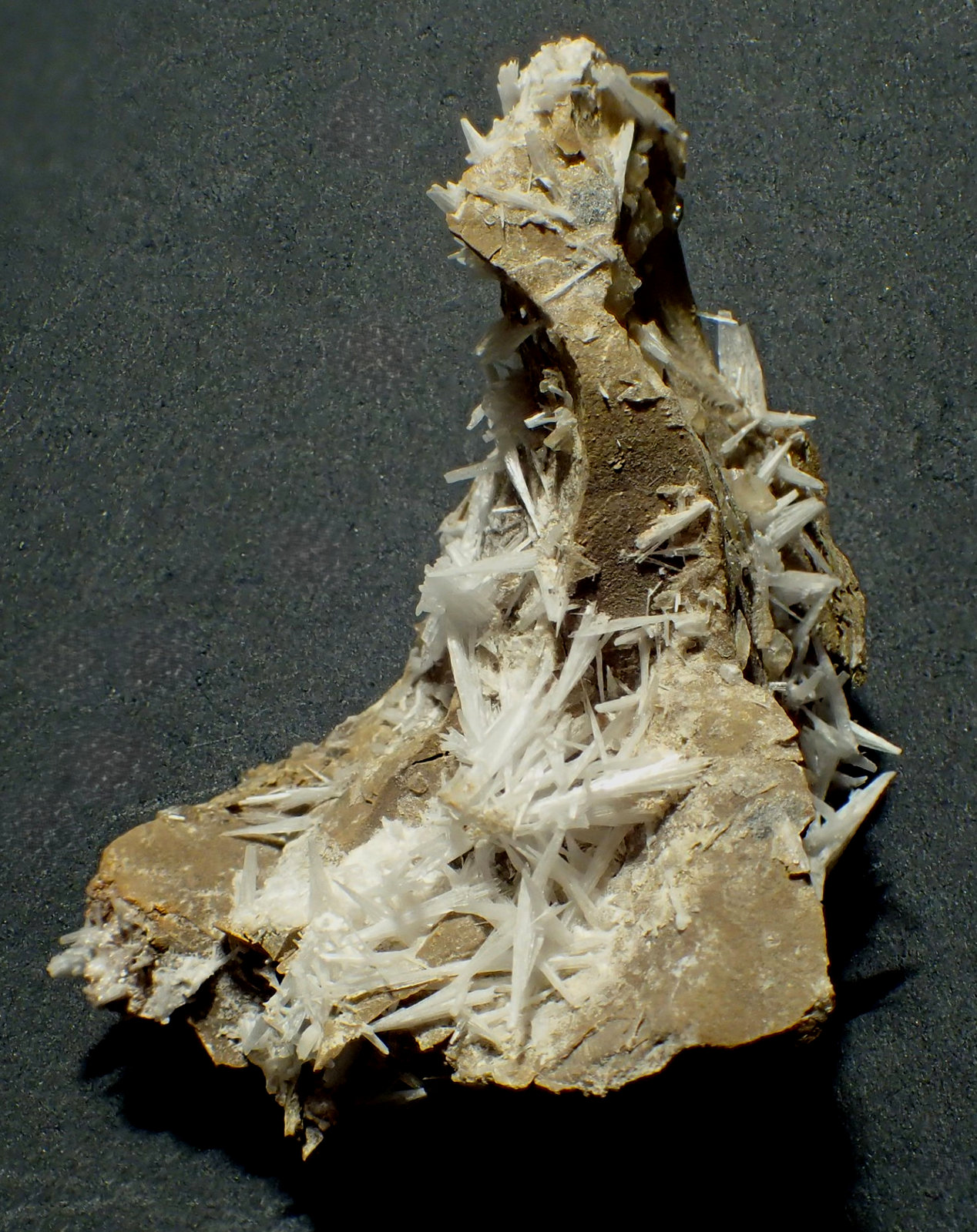 Celestina
6 x 5 cm
(Autor: Frederic Varela)