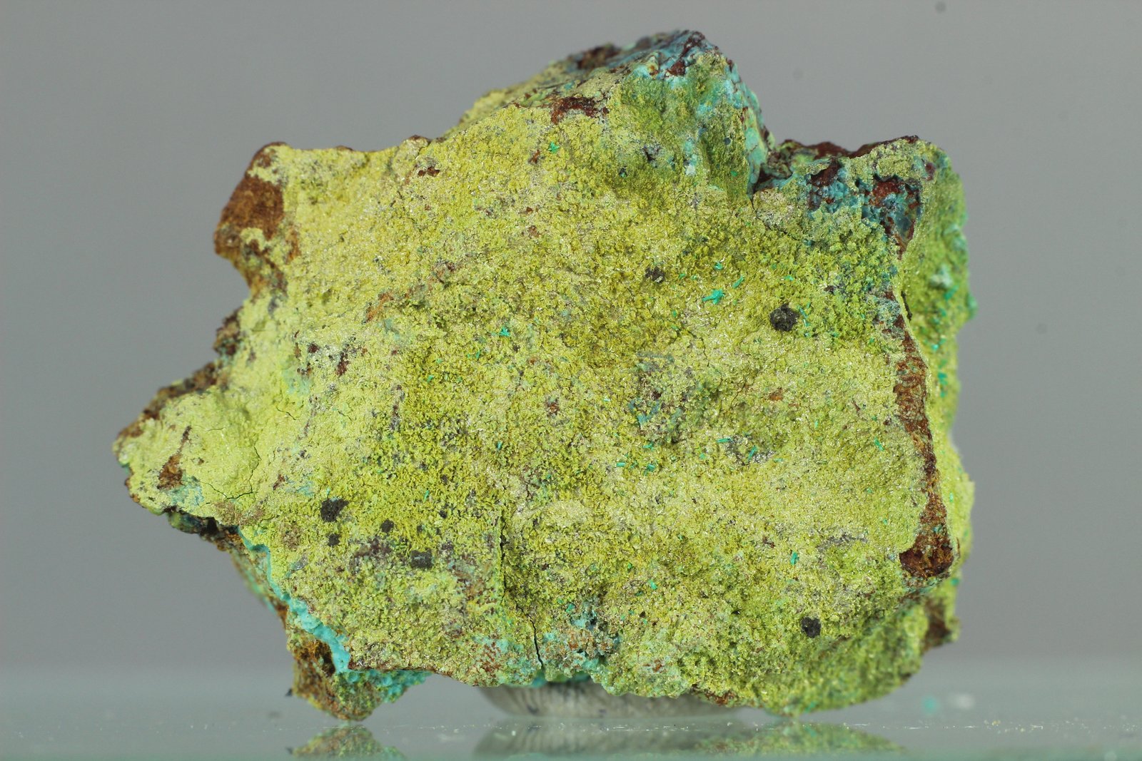 Perita
26x21 mm
(Autor: Juan Espino)