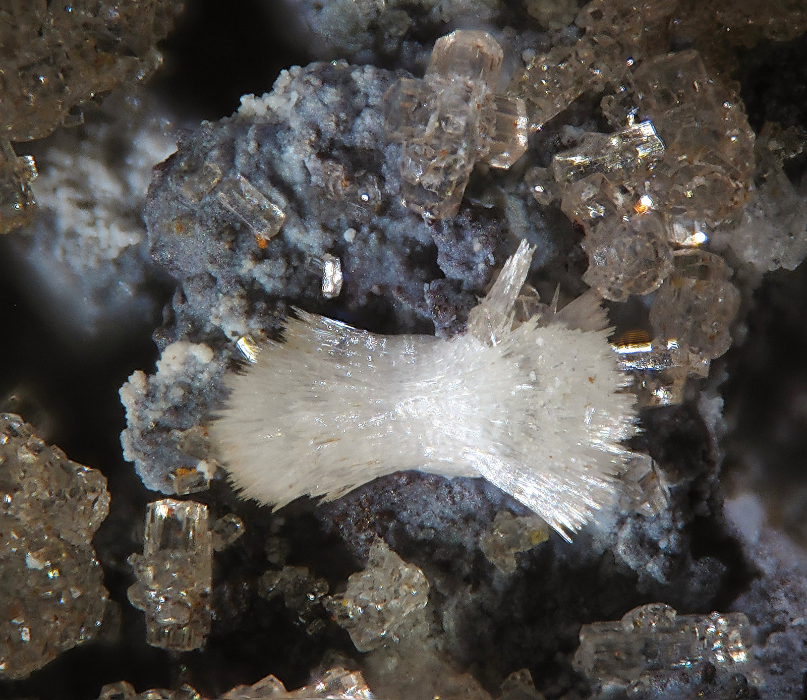 Phosphohedyphana
fov 1.8 mm
(Autor: Jordi Fabre)