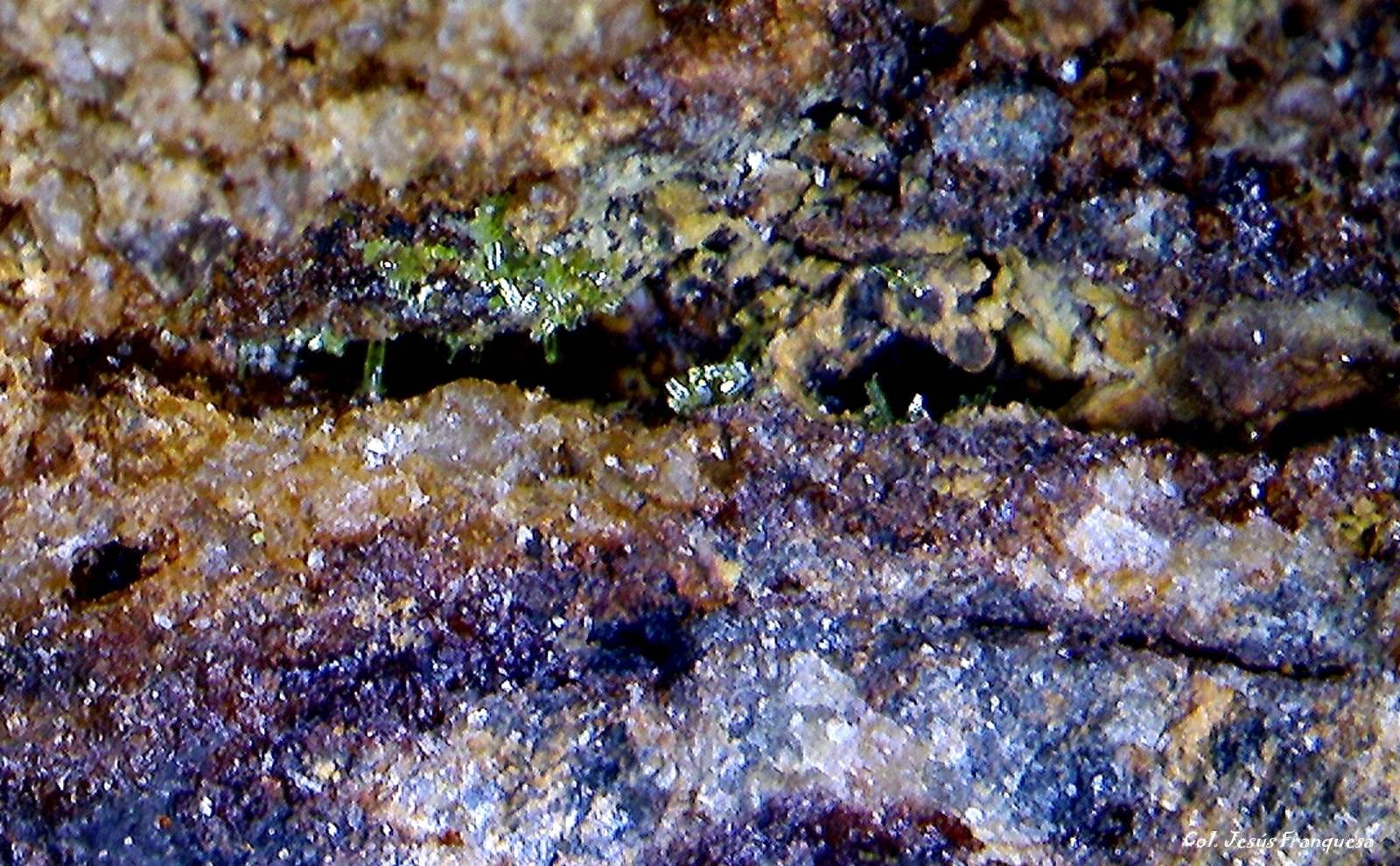 Piromorfita.
3´283 x 0´93 mm.
(Autor: Jesus Franquesa Baucells)