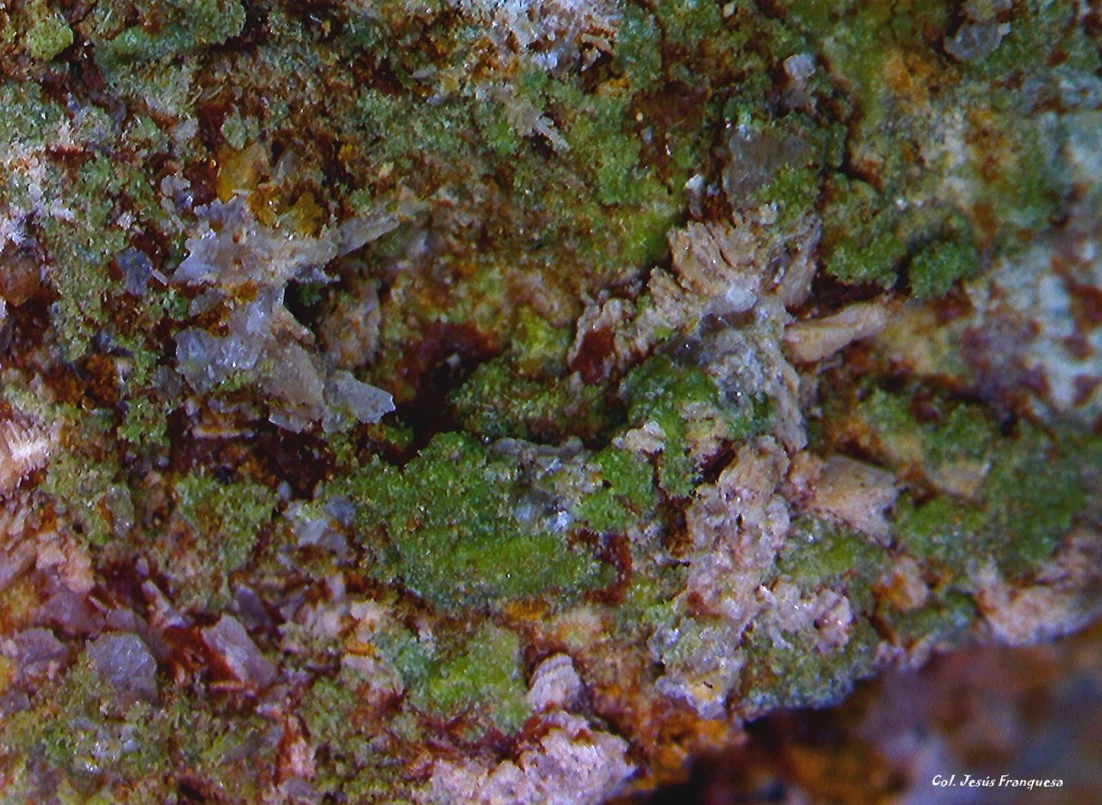 Piromorfita.
5´857 x 4´374 mm
(Autor: Jesus Franquesa Baucells)