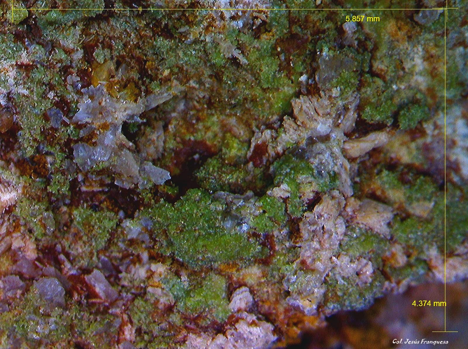 Piromorfita.
5´857 x 4´374 mm.
(Autor: Jesus Franquesa Baucells)