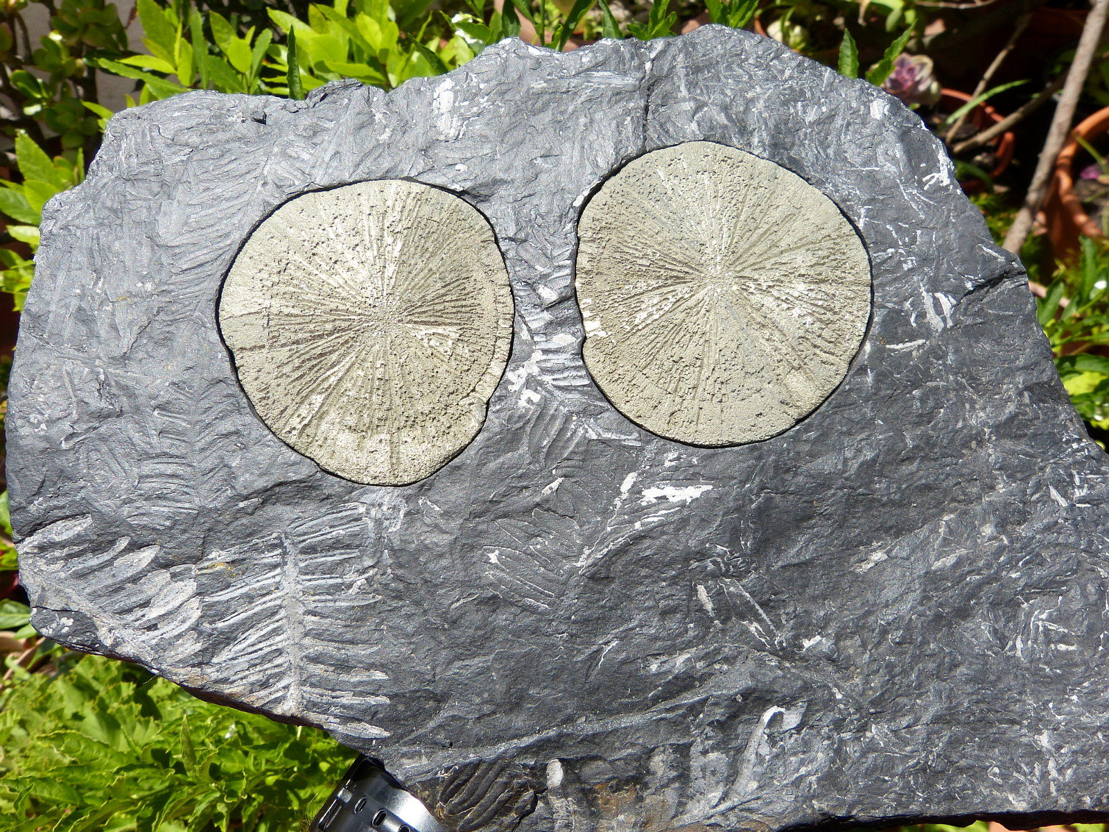 Pirita
32 x 22 cm
(Autor: nerofis2)
