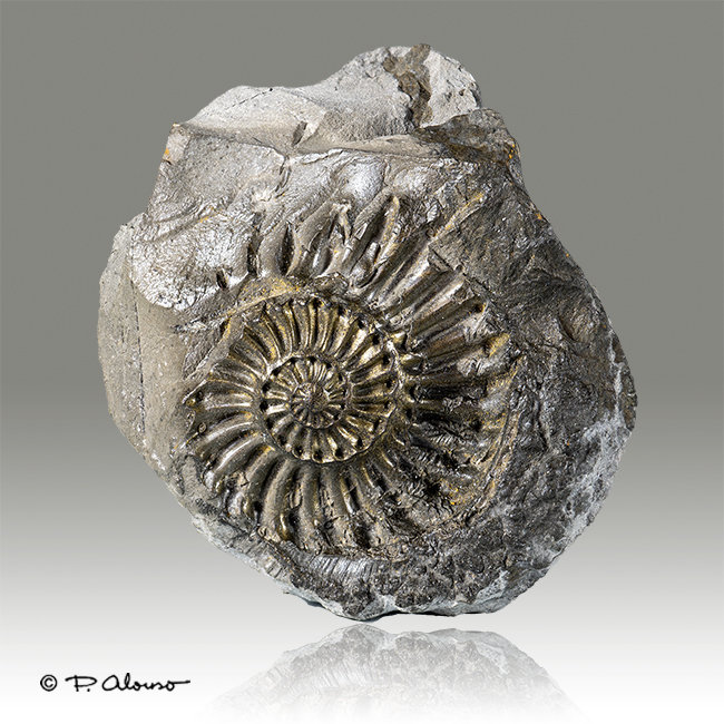 Pirita
6cm x 6cm x 4cm
(Autor: Pere Alonso)