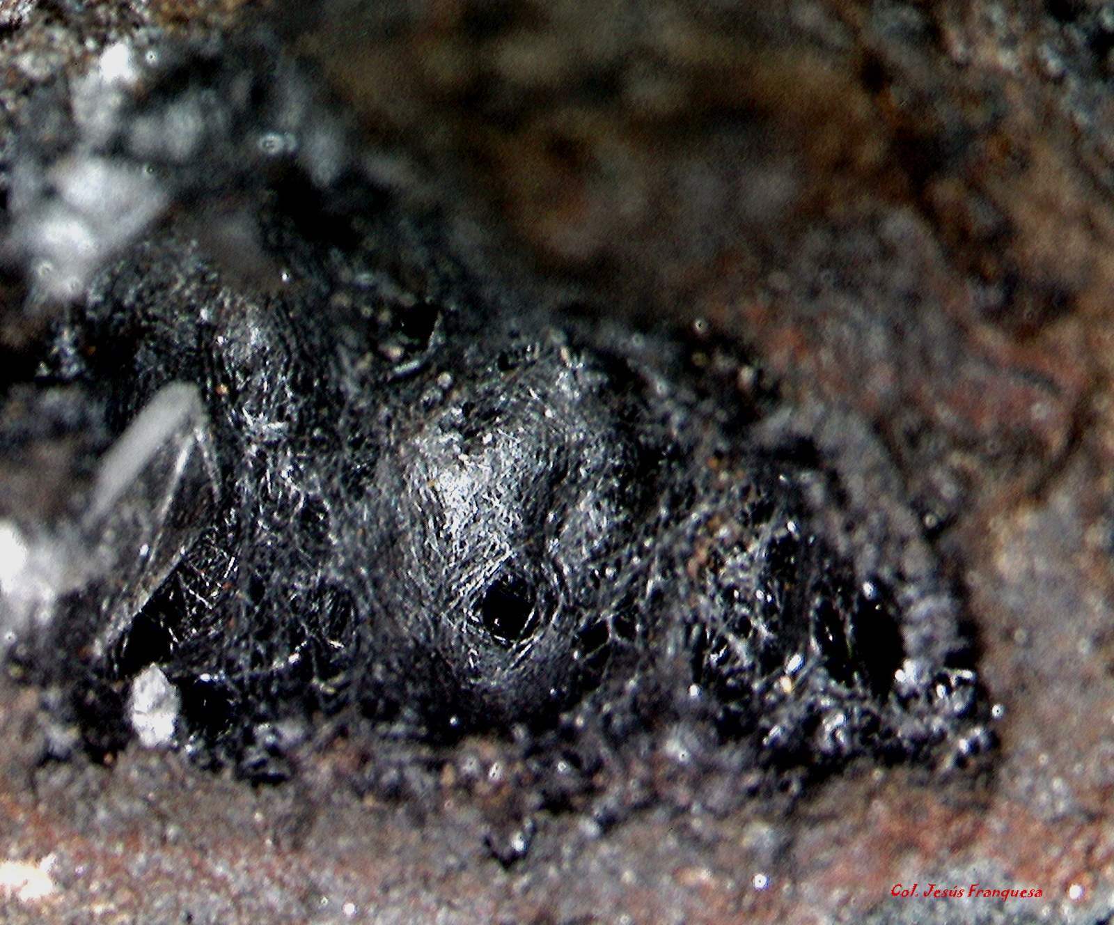 Pirolusita.
2´563 x 1´564 mm.
(Autor: Jesus Franquesa Baucells)