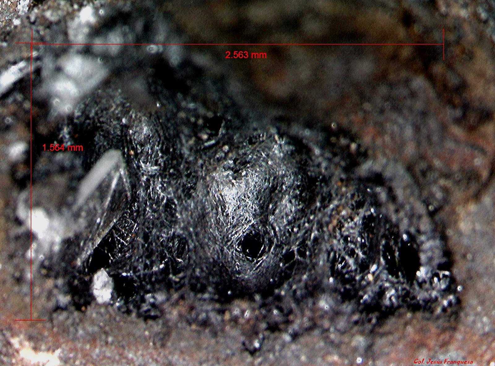 Pirolusita.
2´563 x 1´564 mm.
(Autor: Jesus Franquesa Baucells)