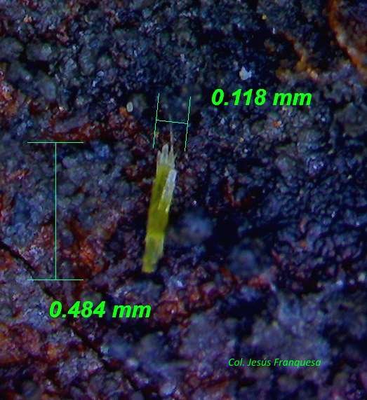 Piromorfita.
0´484 x 0´118 mm.
(Autor: Jesus Franquesa Baucells)
