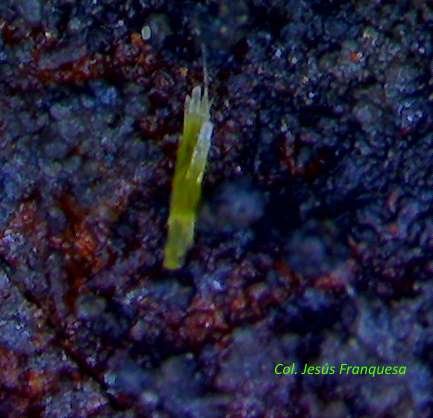 Piromorfita.
0´484 x 0´118 mm.
(Autor: Jesus Franquesa Baucells)