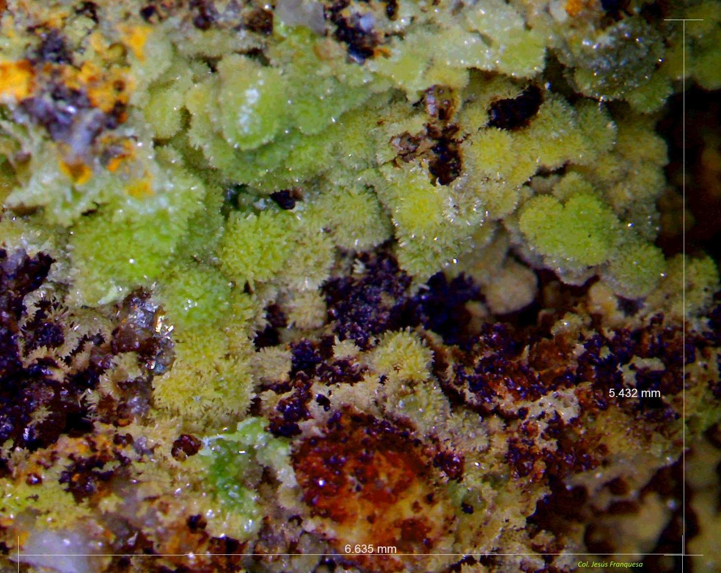 Piromorfita y Mimetita.
6´635 x 5´432 mm.
(Autor: Jesus Franquesa Baucells)