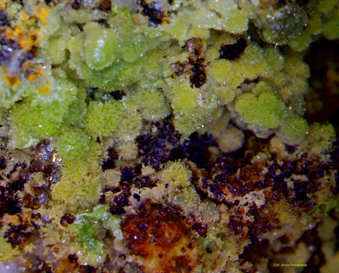 Piromorfita y Mimetita.
6´635 x 5´432 mm.
(Autor: Jesus Franquesa Baucells)