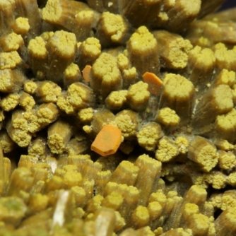 Wulfenita, Piromorfita
6,5x3,8x1,2 cm
(Autor: prudenci gatell)
