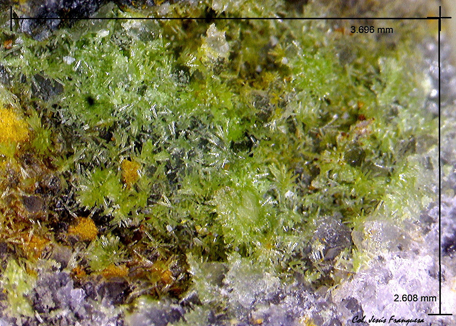 Piromorfita.
3´696 x 2´608 mm.
(Autor: Jesus Franquesa Baucells)