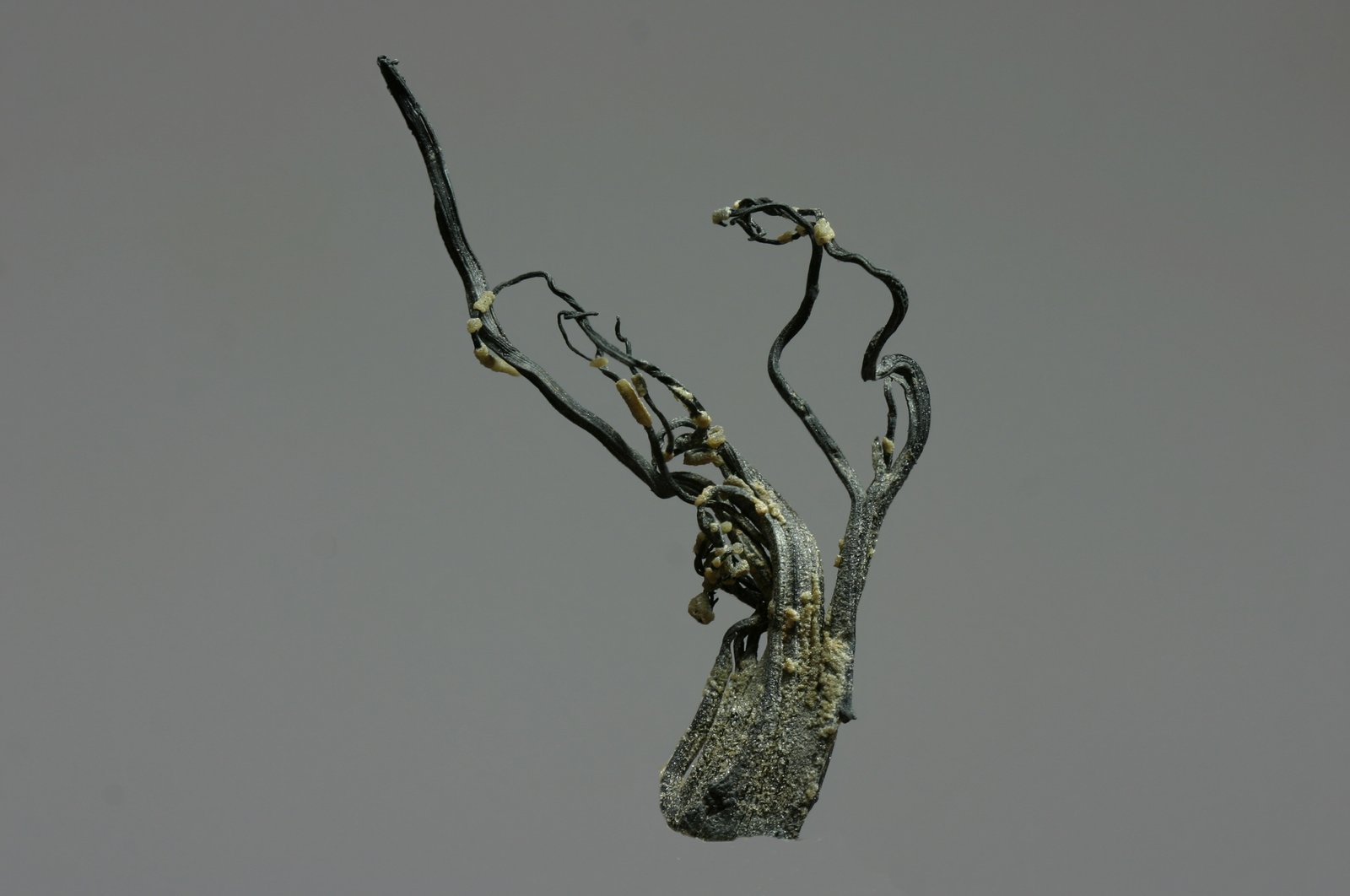 Plata
40mm
(Autor: Ramon A  Lopez Garcia)