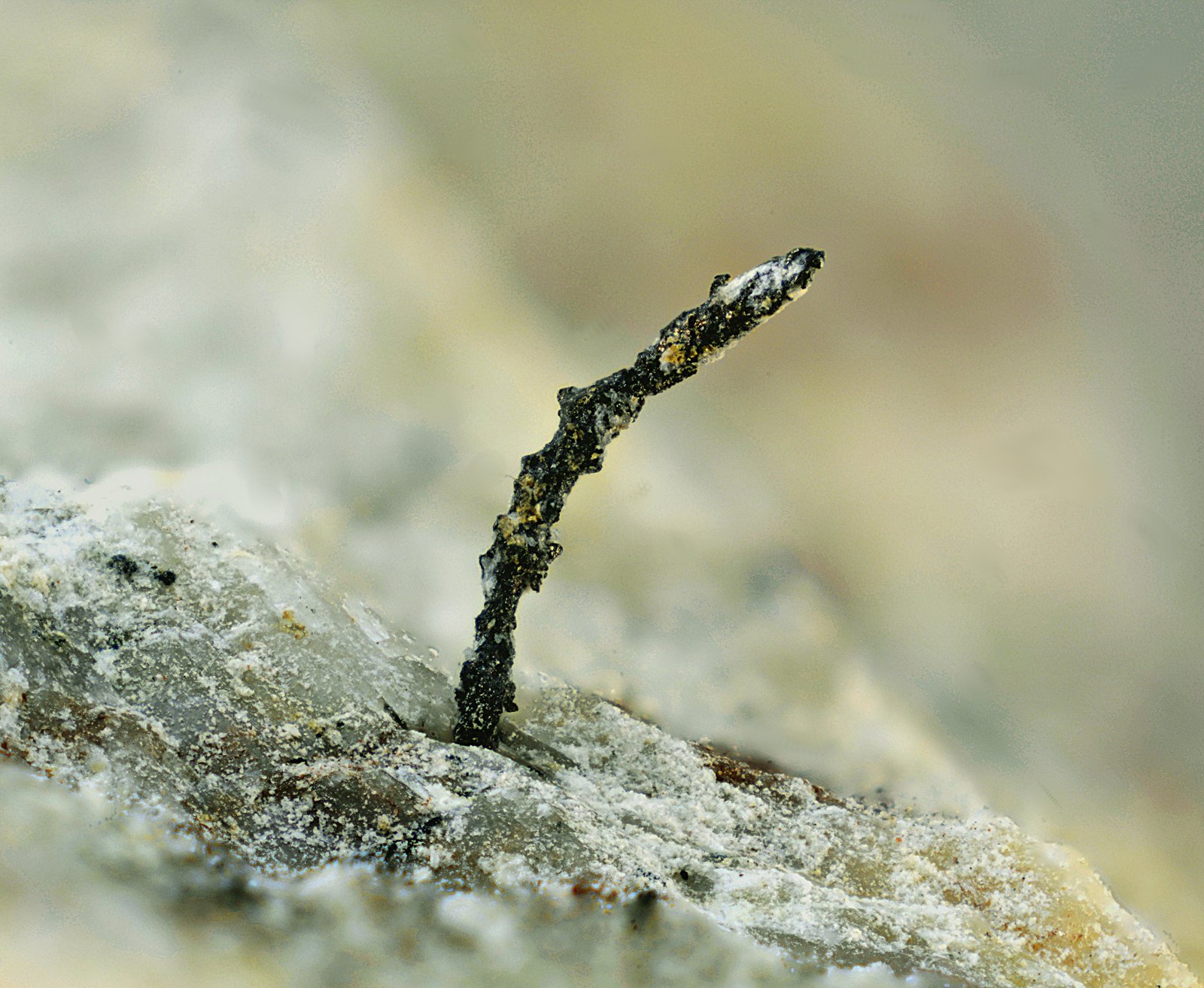 Plata
Campo de visión de 4 mm.
(Autor: Antonio Carmona)