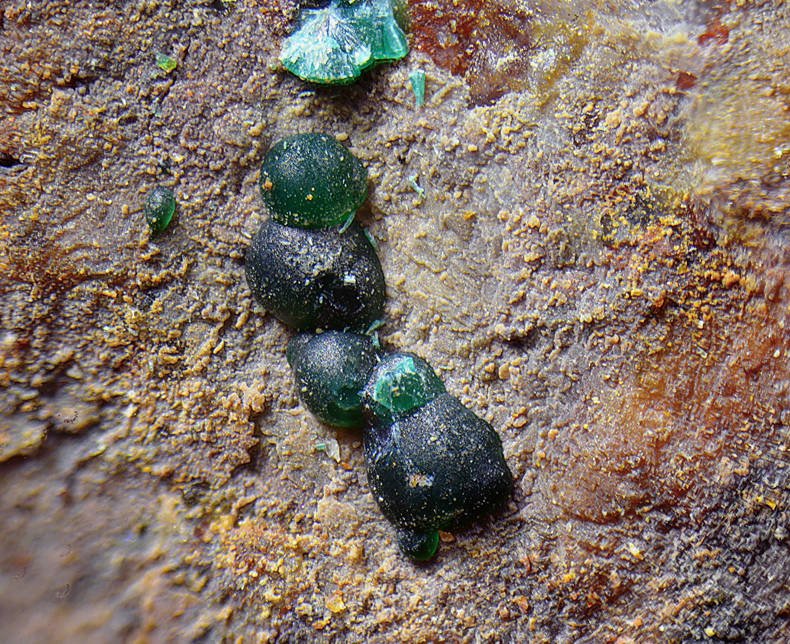 Pseudomalaquita.
Campo de visión de 5 mm.
(Autor: Antonio Carmona)