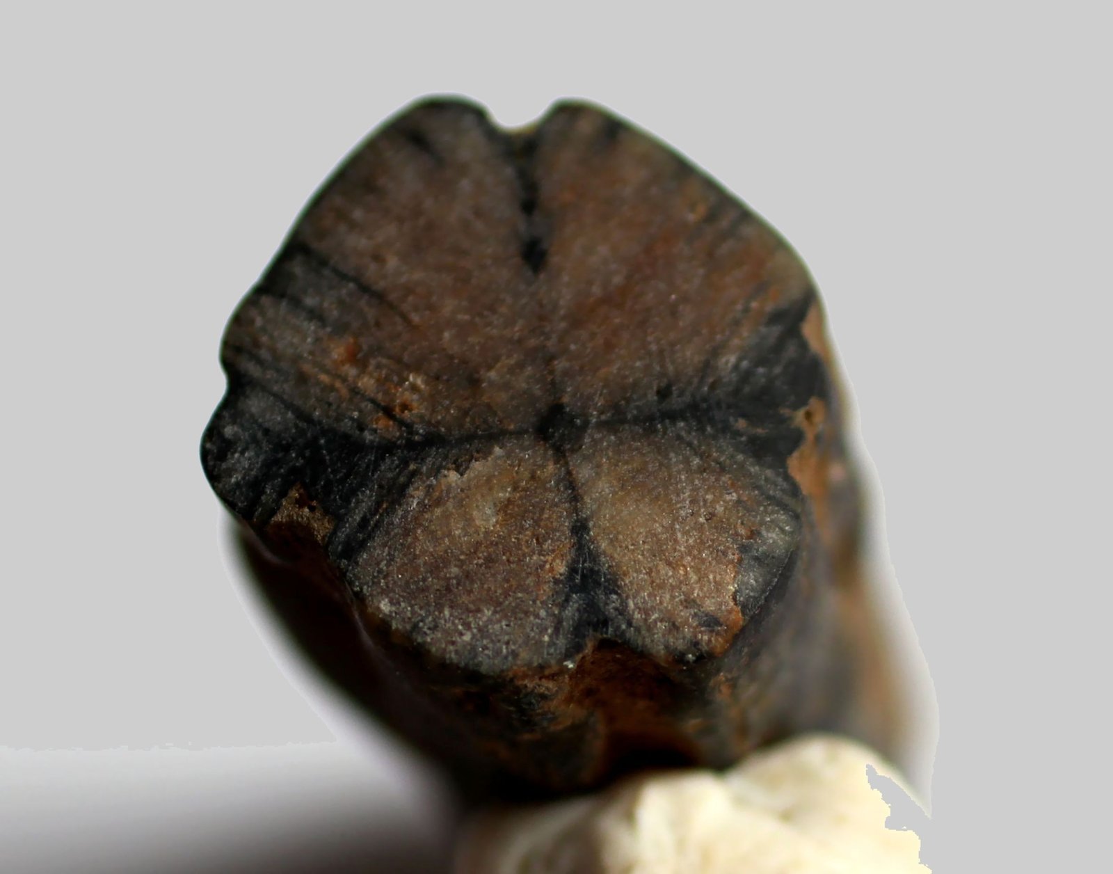 Andalucita (variedad quiastolita)
50 x 22 x 20mm.
(Autor: José Luis Zamora)