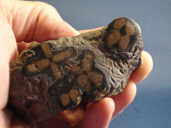 Andalucita (variedad quiastolita)
8 x 4 cm.
(Autor: Echevarria)