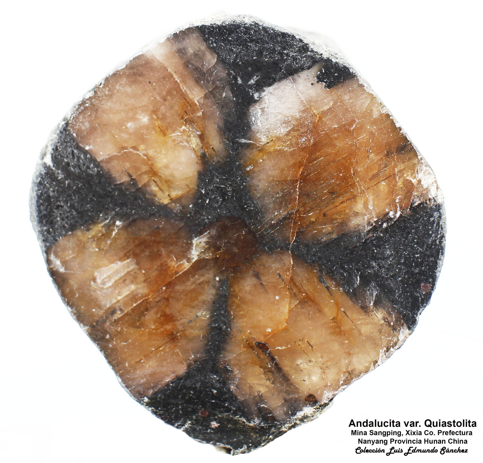 Andalucita (variedad quiastolita)
3.5x3.5x1 cm
(Autor: Luis Edmundo Sánchez Roja)