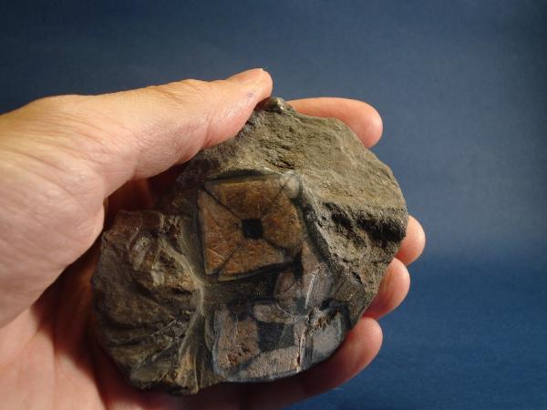Andalucita (variedad quiastolita)
Base 9 x 7 cm.; porfiroblasto central de 3 cm.
(Autor: Echevarria)