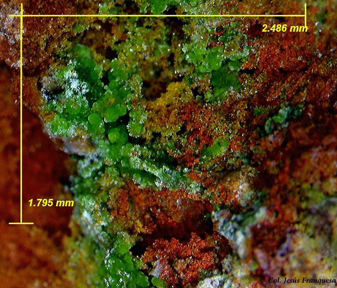 Reichenbachita.
2´48 x 1´79 mm.
(Autor: Jesus Franquesa Baucells)
