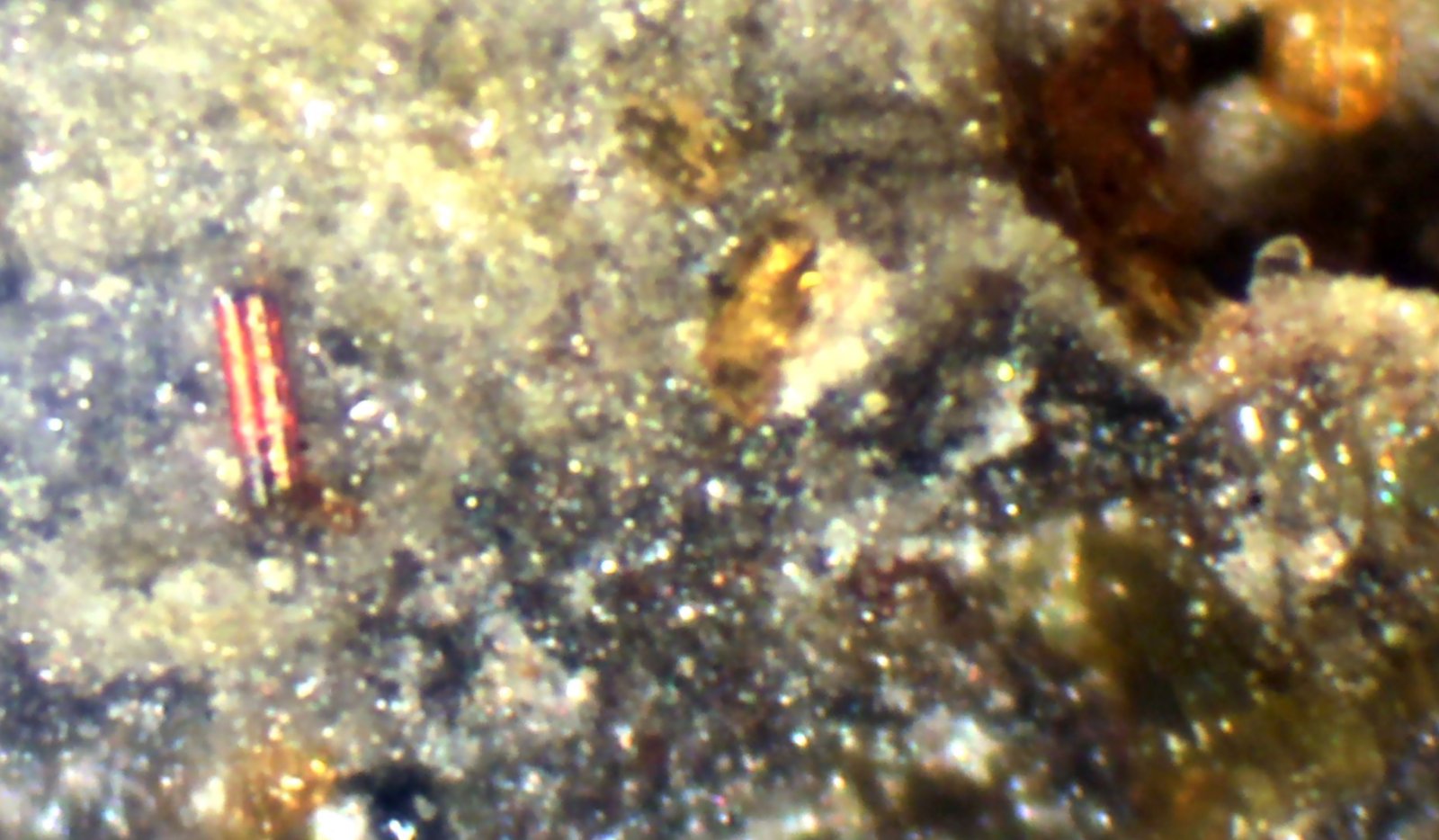 Rhonita
< 1 mm
(Autor: José Luis Zamora)