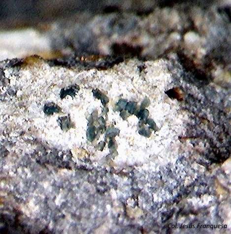 Roedderita.
1´385 x 0´907 mm.
(Autor: Jesus Franquesa Baucells)
