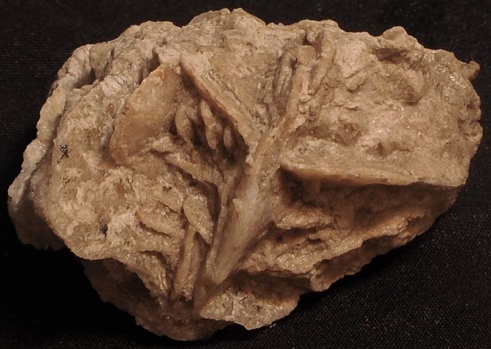 Yeso
4 x 3 cm
(Autor: angel picazo monroy)