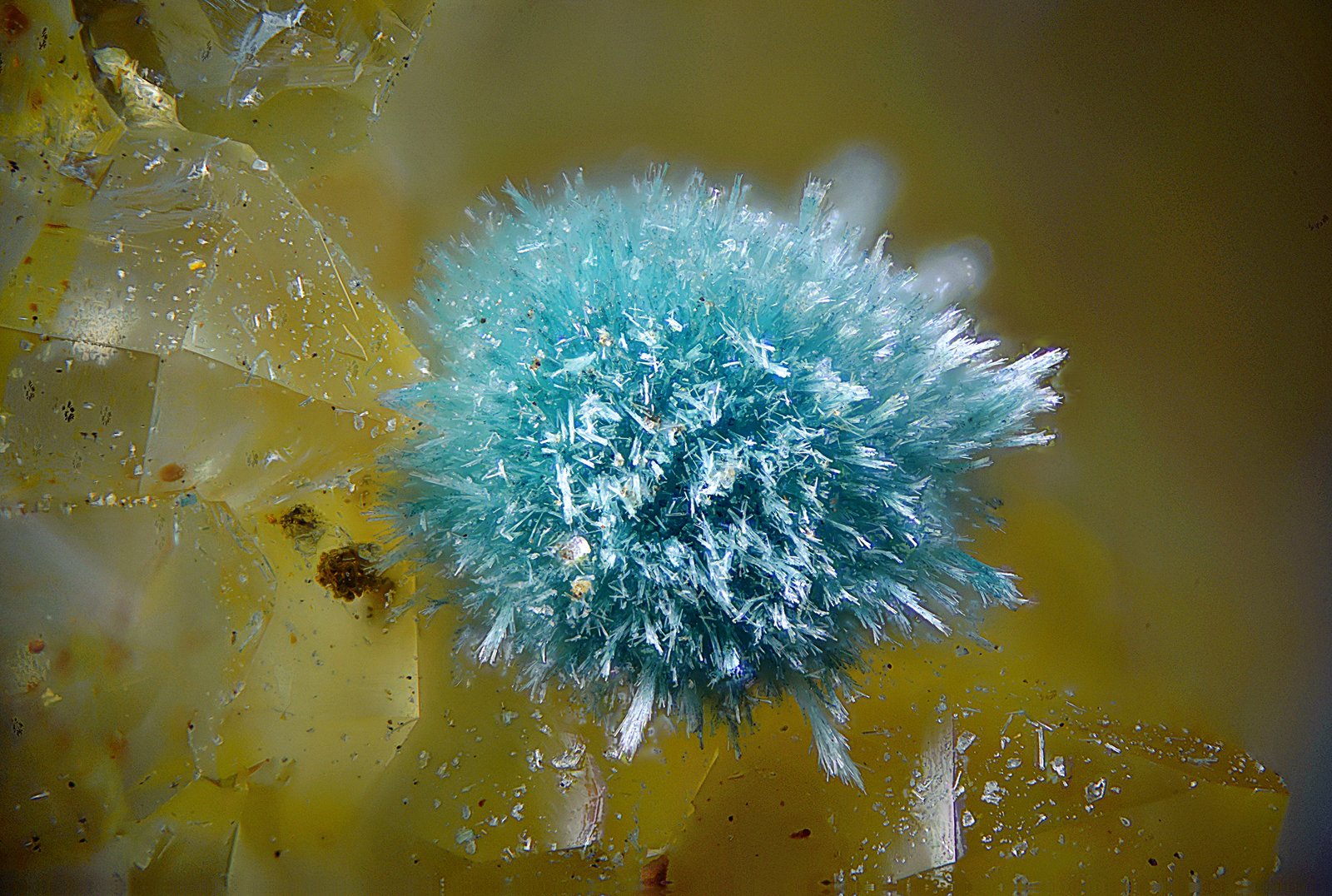 Auricalcita
Campo de visión de 2 mm.
(Autor: Antonio Carmona)
