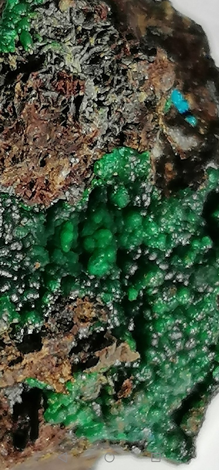 Conichalcita (Conicalcita) y Lavendulana..
3 x 2 cm.
(Autor: Rafael varela olveira)