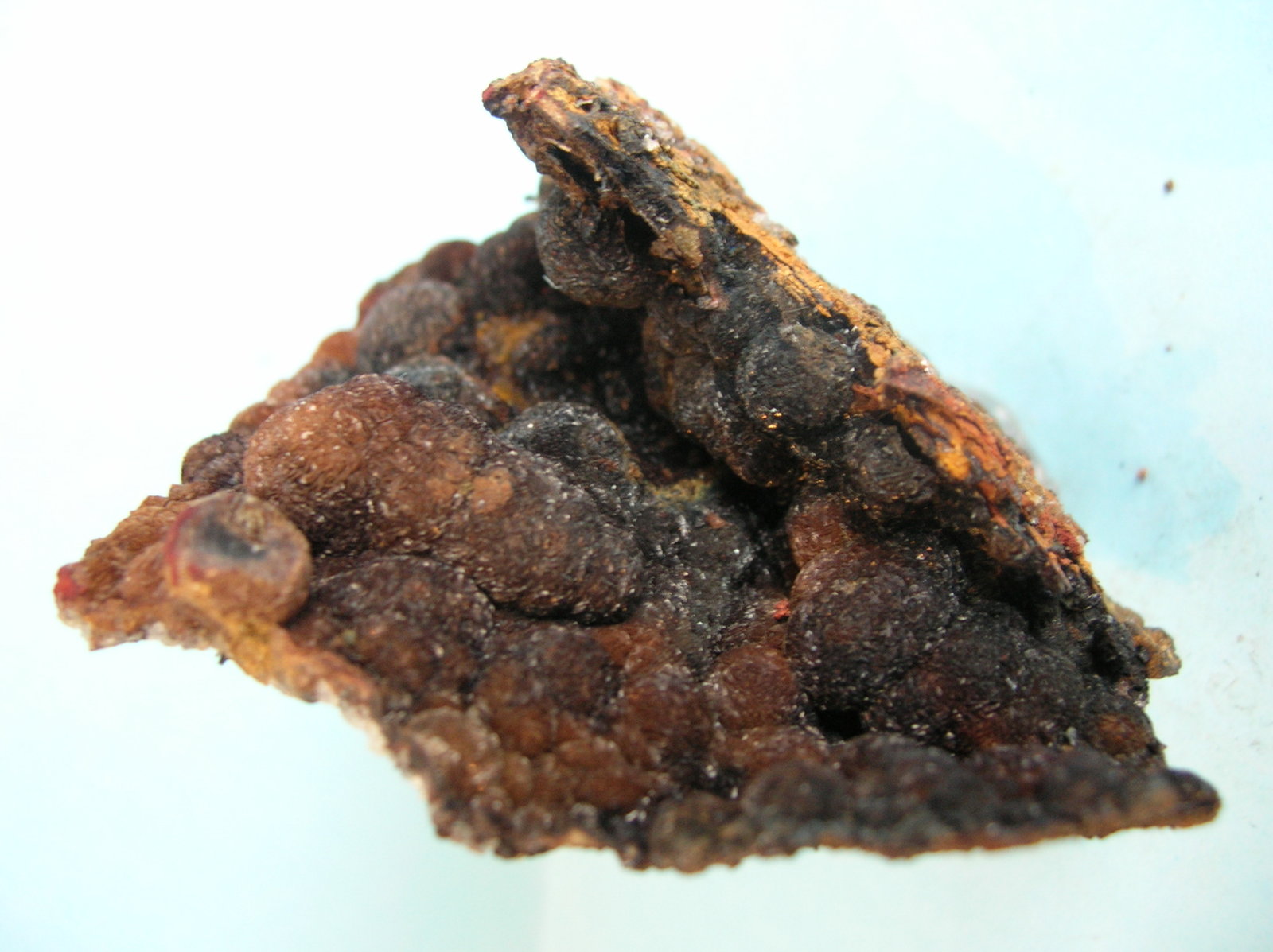 Siderita
8 x 8 cm
(Autor: Pedro Conesa)