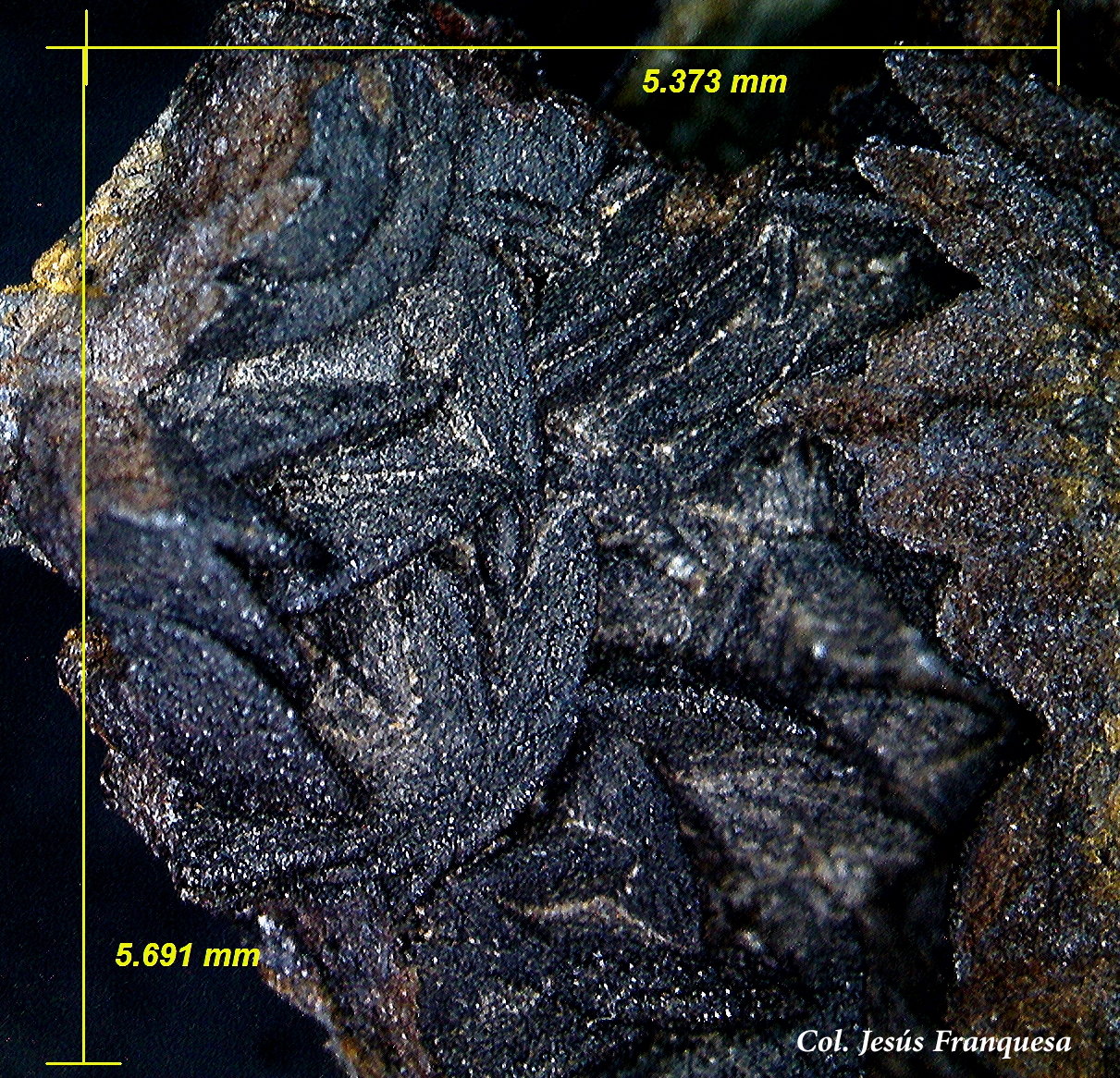 Siderita pseudomórfica de Goethita
5´69 x 5´37 mm.
(Autor: Jesus Franquesa Baucells)