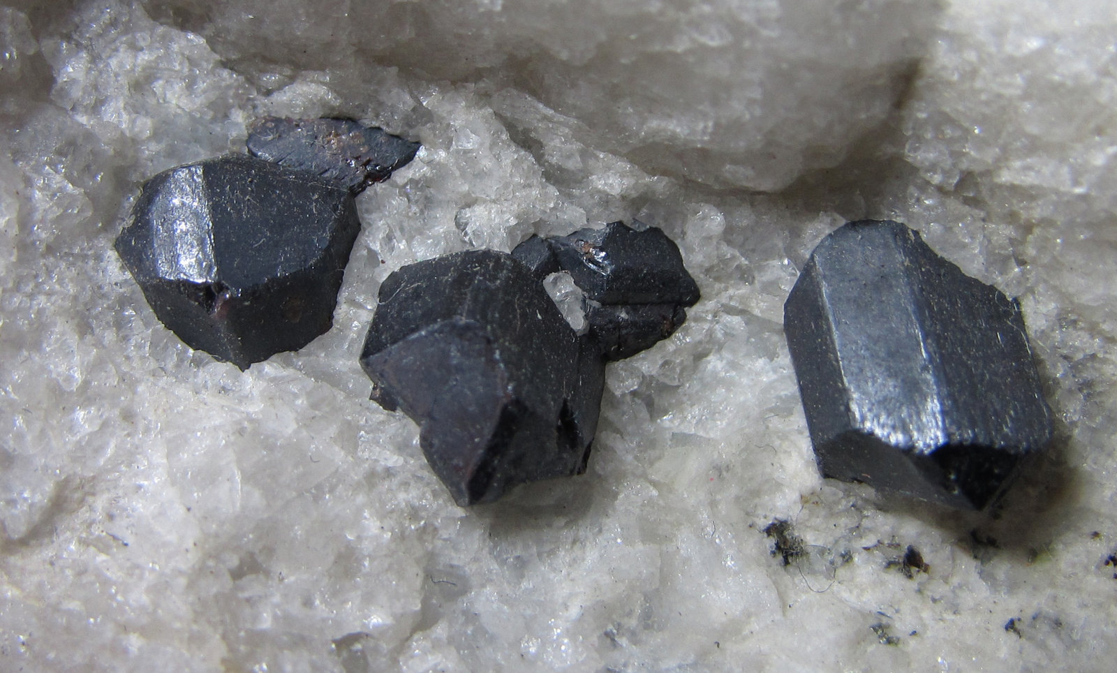 Rutilo
3 cm. ancho de campo
(Autor: prcantos)