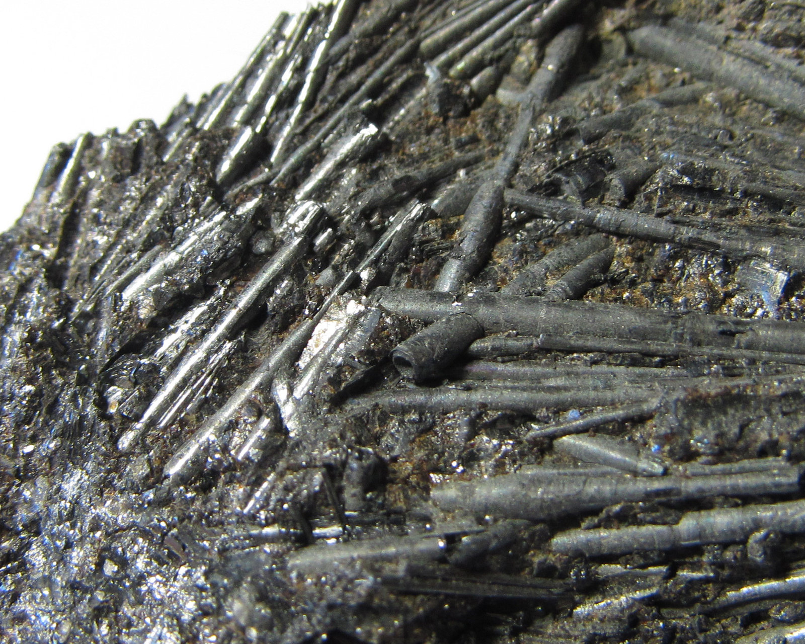 Cilindrita
2'5 cm. ancho de campo
(Autor: prcantos)