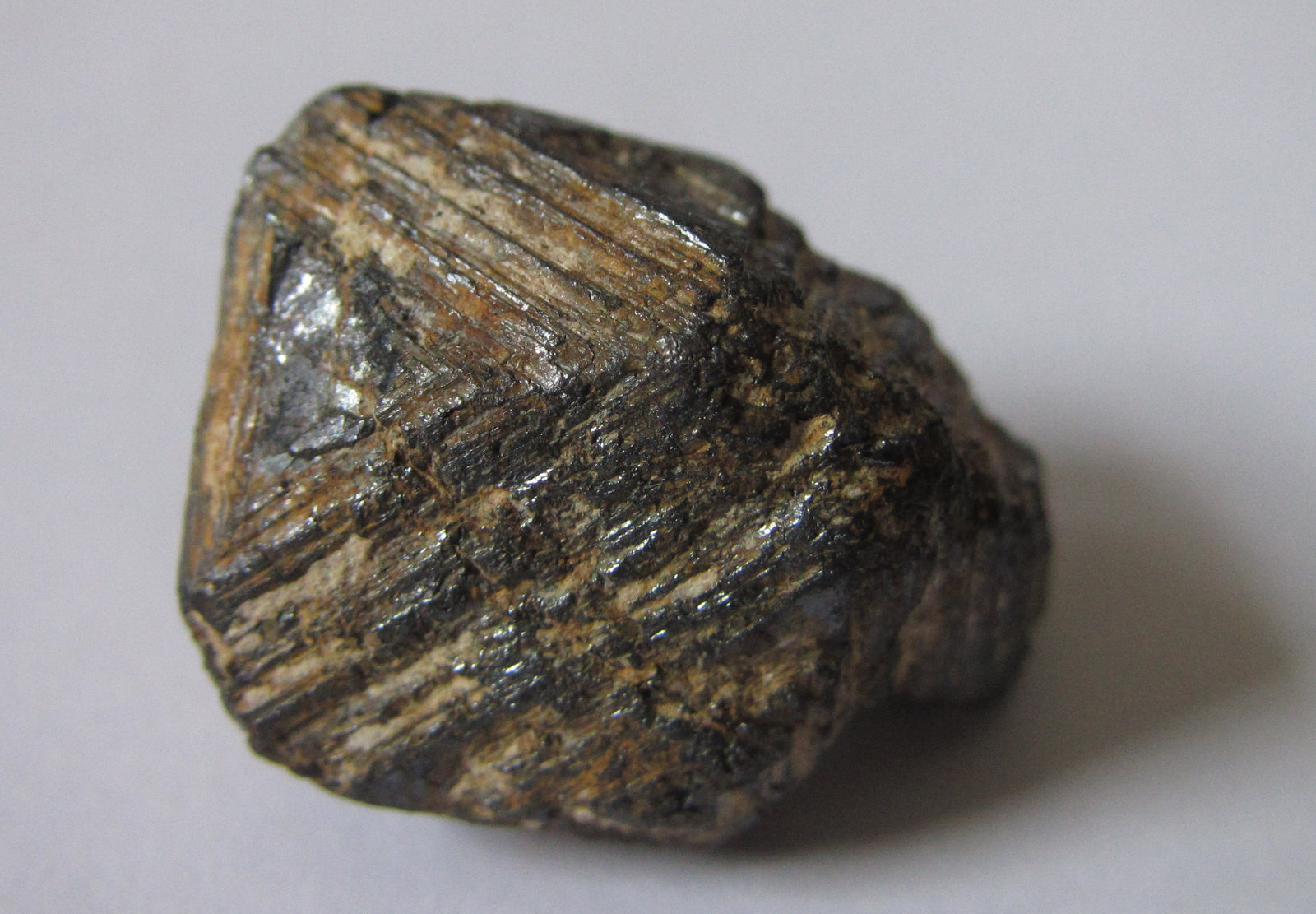 Magnetita
20 x 17 mm.
(Autor: prcantos)