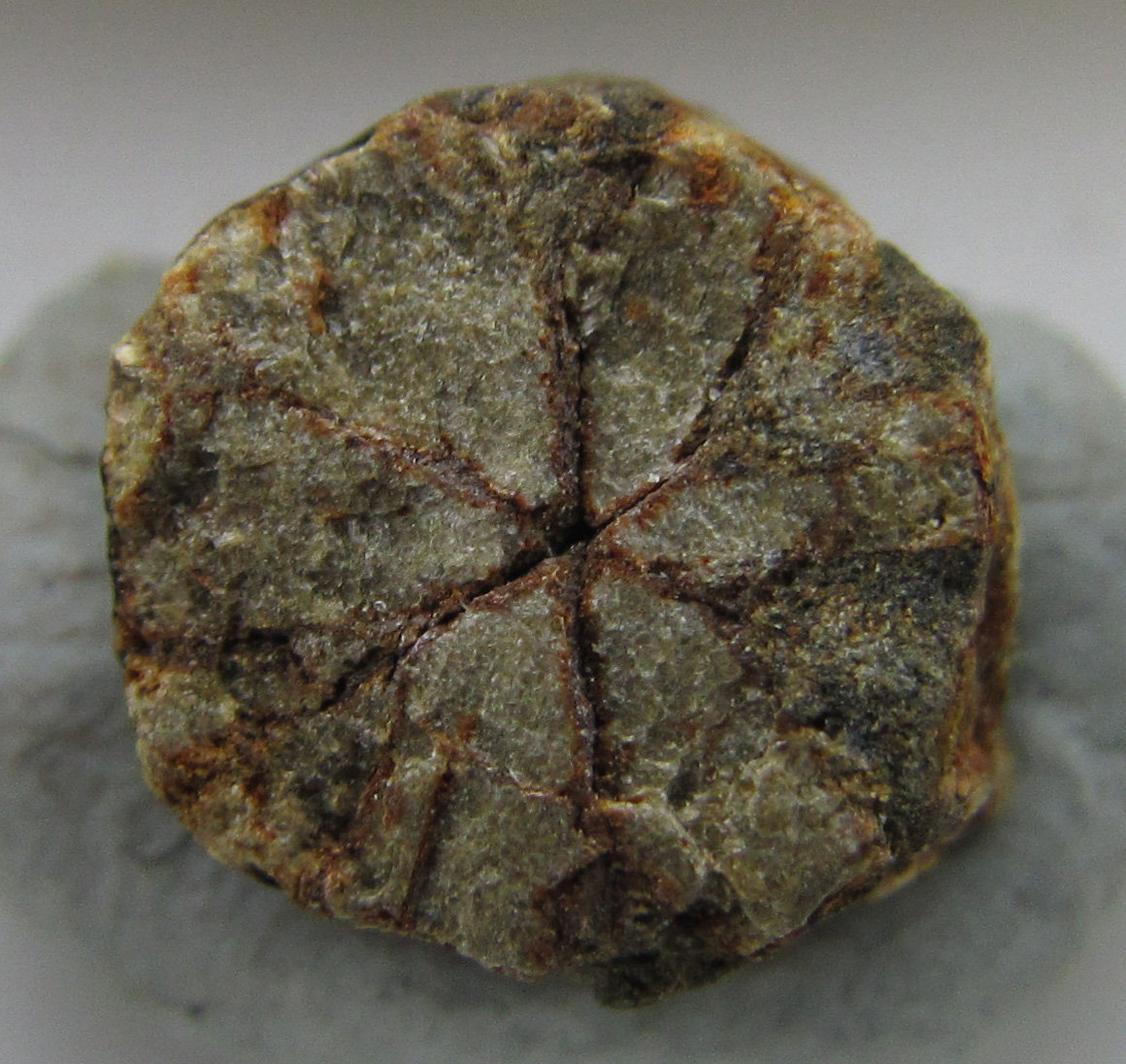 Cordierita (variedad Cerasita de Kikuchi)
8 x 8 mm.
(Autor: prcantos)
