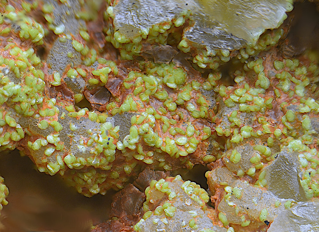 Duftita
Campo de visión de 5 mm.
(Autor: Antonio Carmona)
