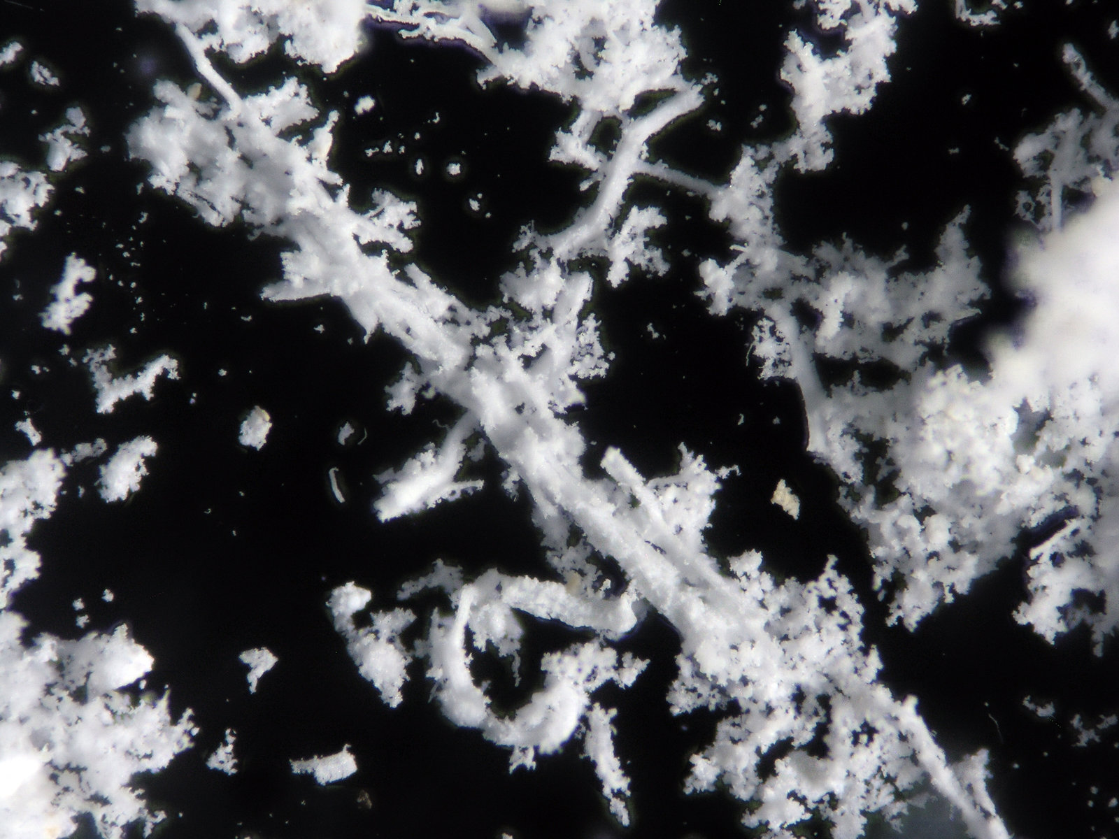 Starkeyita
FOV 0.5 cm
(Autor: Cesar M. Salvan)